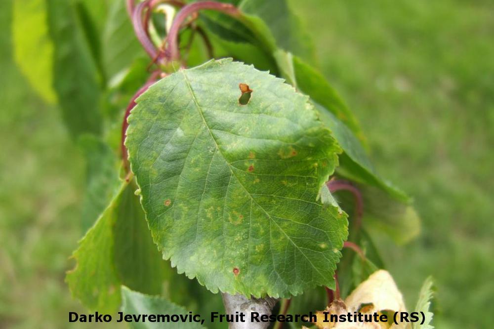 Eichenblätter Krankheiten Eichenblätter Krankheiten