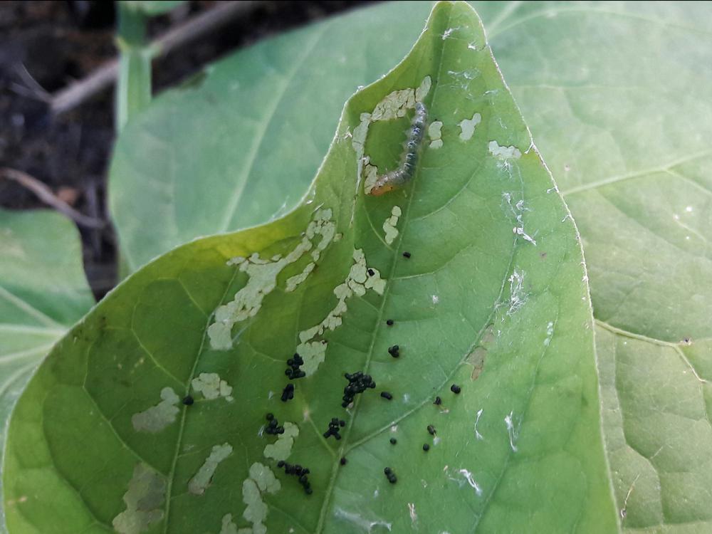 Fall Armyworm larva feeding on a leaf, the pest identified in the AI diagnostic readout below