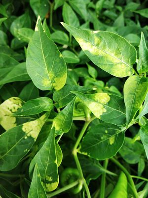 Virus del mosaico de la alfalfa | Plagas y enfermedades