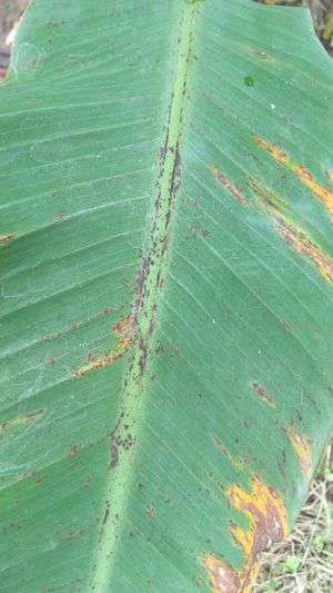 Black Leaf Spot of Banana | Pests & Diseases