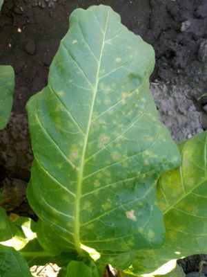 Blue Mould of Tobacco