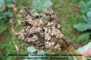 Clubroot | Pests & Diseases