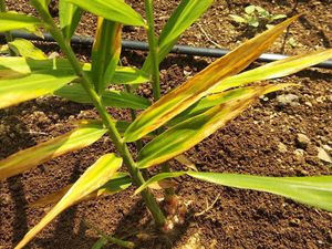 Damping-Off of Seedlings | Pests & Diseases