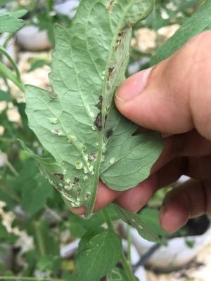 Edema | Pests & Diseases