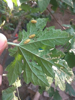 Hadda Beetle | Pests & Diseases