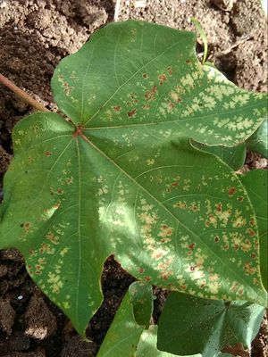 Herbicide Bleach | Pests & Diseases