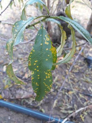 Plum Rust | Pests & Diseases