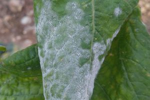 Jinsiy aloqada bolgan katta qozi bilan qora tanlilar