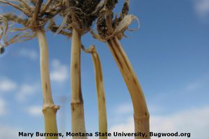 Nemis porno multfilmlarini onlayn tomosha qiling