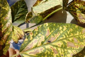 Surat fohishaga yozilgan