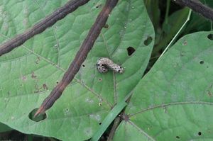 Tobacco Caterpillar