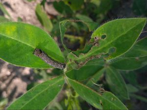 Tobacco Caterpillar