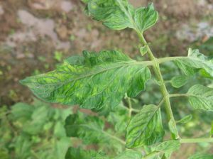tobacco mosaic virus prevention (TMV): Symptoms, Control, and Treatment Tobacco Mosaic Virus / Home