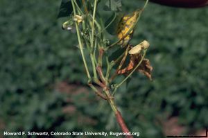 tobacco streak virus in cotton strikes again mungbean crops in Central Queensland: how to avoid future risks Tobacco streak virus | The