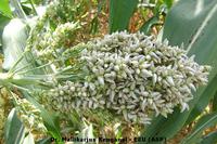 Covered Kernel Smut of Sorghum