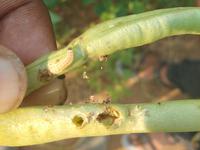 Helicoverpa Caterpillar