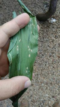 Tropical Rust