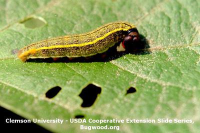 Beware of Bean Leafroller in Your Legume Crops - Growing Produce