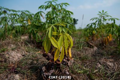 cassava qtl against cassava bacterial blight