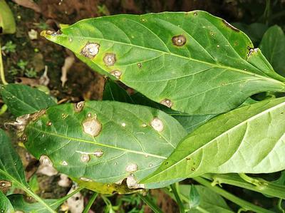 bacterial leaf spot chili