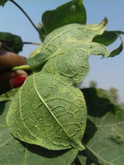 Leaf Curl Virus