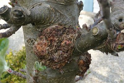 Le chancre des arbres fruitiers : ennemi redoutable ou défi à