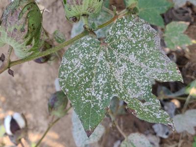 Grey Mildew of Cotton