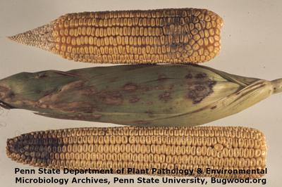 maize wilt pests