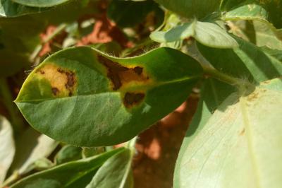 Phyllosticta Leaf Spot | Pests & Diseases