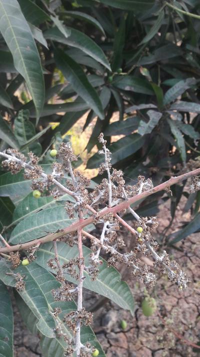 mango flower parts