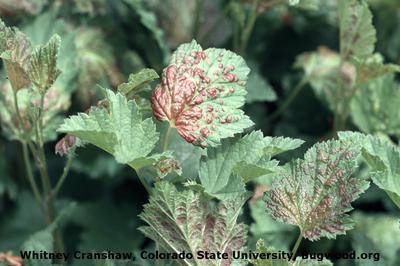 redcurrant diseases aphid blister currant pests