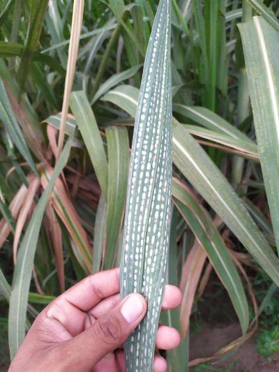 sugarcane-leaf-mite-pests-diseases