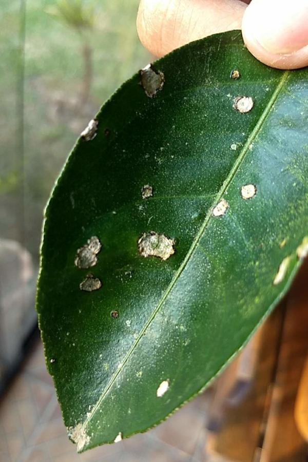 Algal Leaf Spot Pests & Diseases