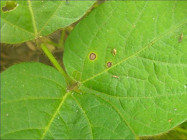 Ascochyta Blight | Pests & Diseases