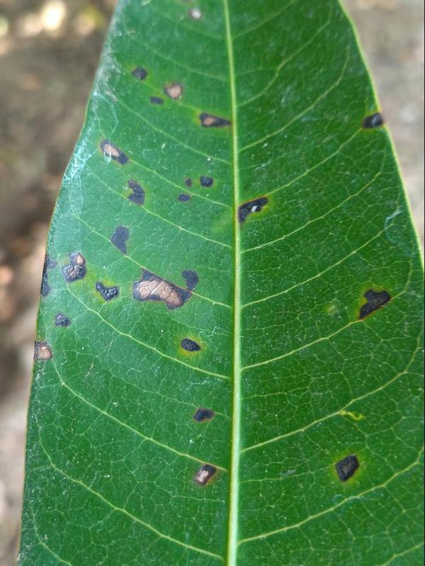 Bacterial Black Spot of Mango Pests & Diseases