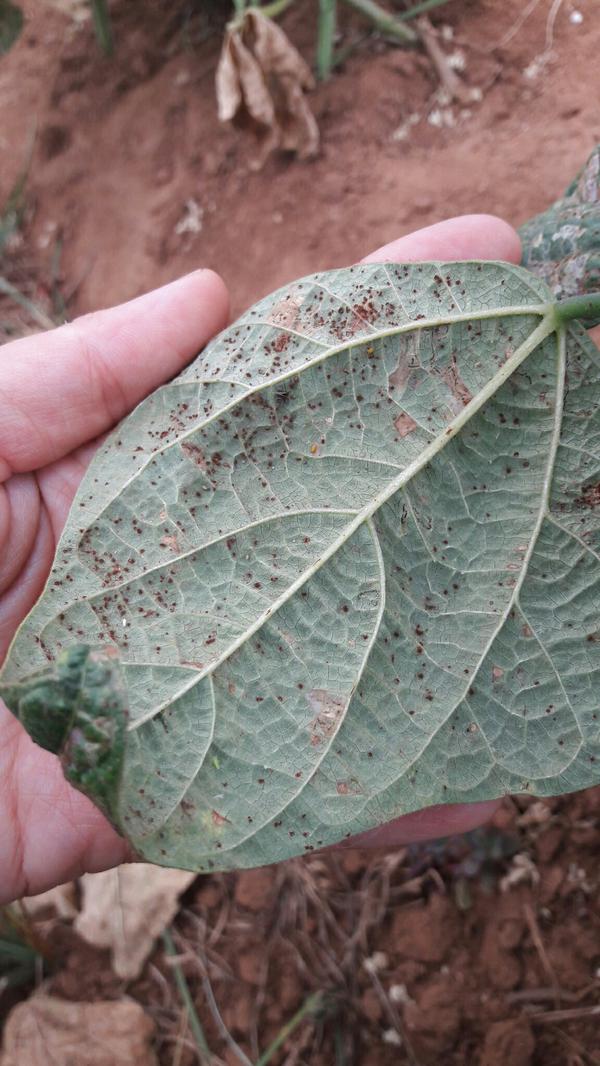 Bean Rust Pests & Diseases