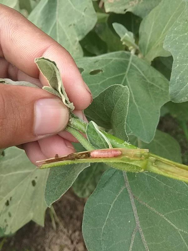 Brinjal Shoot and Fruit Borer Pests & Diseases