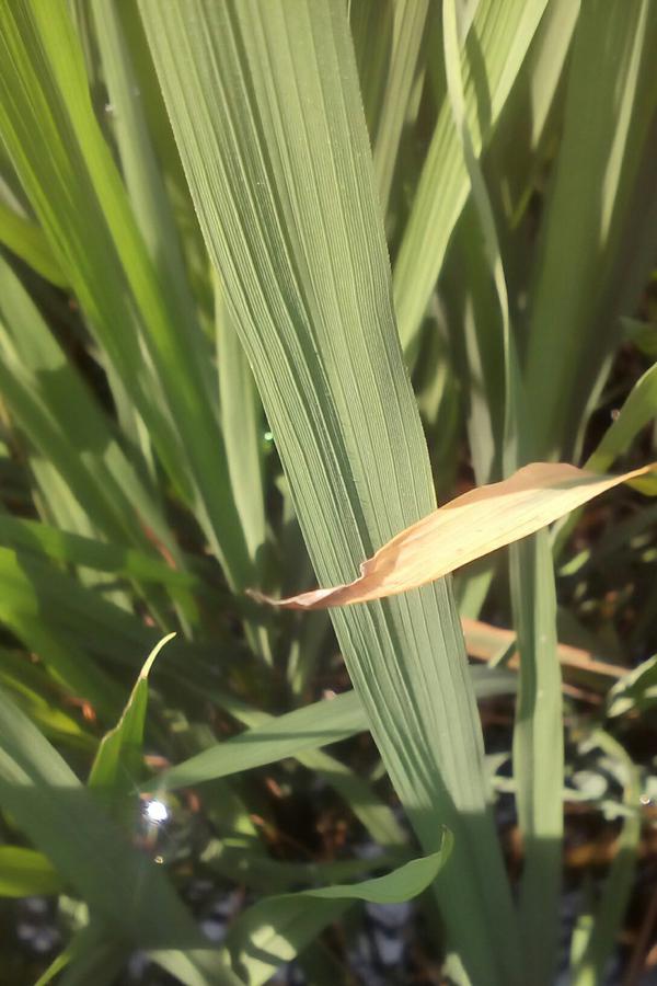 Calcium Deficiency | Pests & Diseases