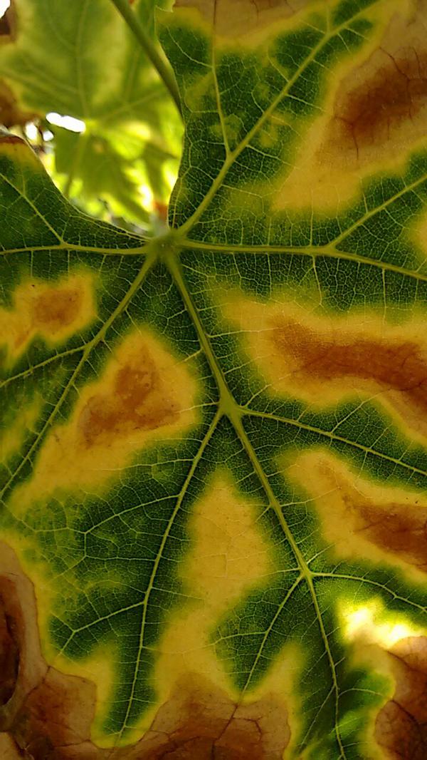 Esca Pests & Diseases