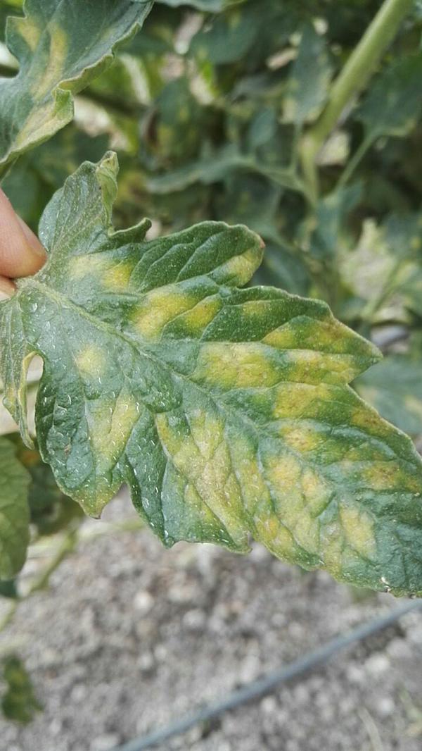 Leaf Mold of Tomato Pests & Diseases