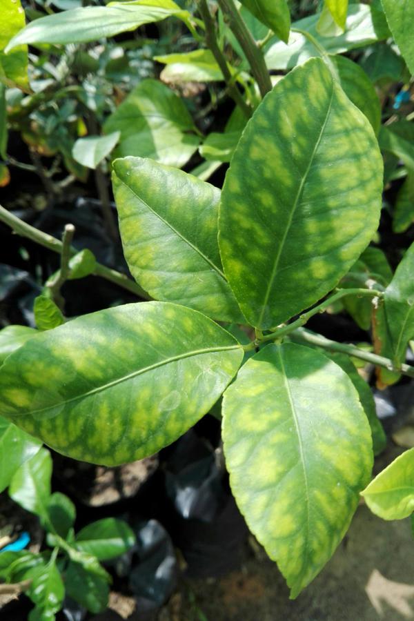 نقص الماغنسيوم الآفات والأمراض