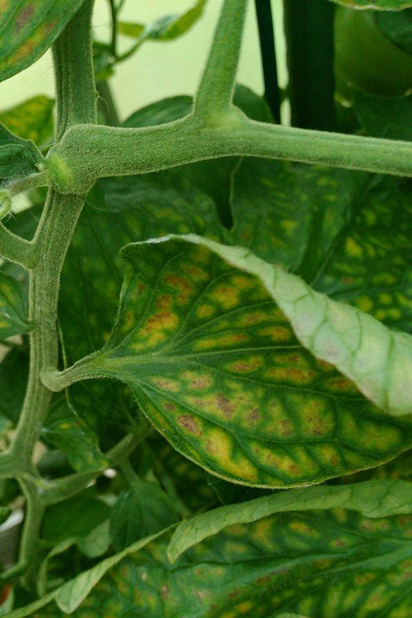 Deficiencia de magnesio Plagas y enfermedades