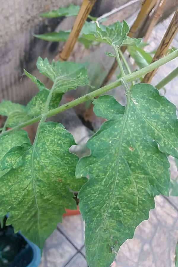 Manganese Deficiency Pests & Diseases