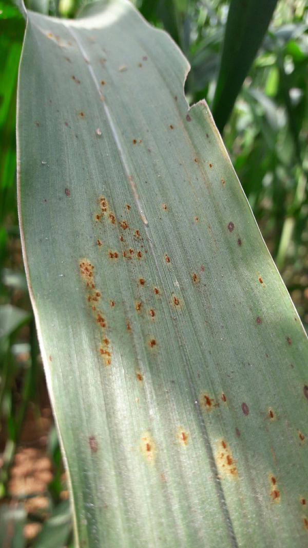 Millet Rust Pests & Diseases