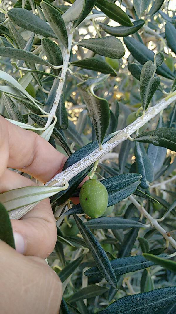 Olive Fruit Fly Pests & Diseases