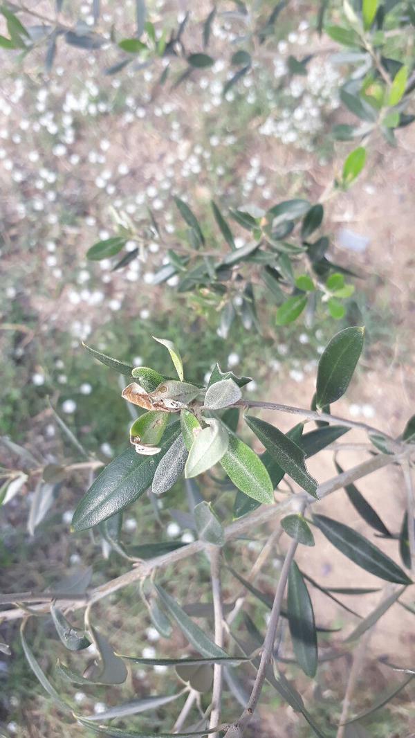 Olive Moth Pests & Diseases