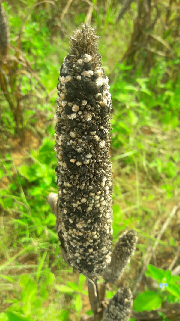 Pearl Millet Ergot | Pests & Diseases