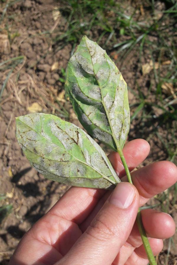 Powdery Mildew Pests & Diseases