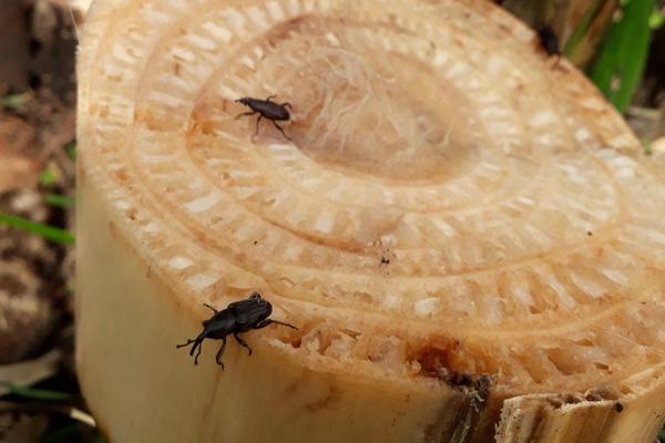 Broca da Bananeira / Moleque da Bananeira | Pragas e Doenças