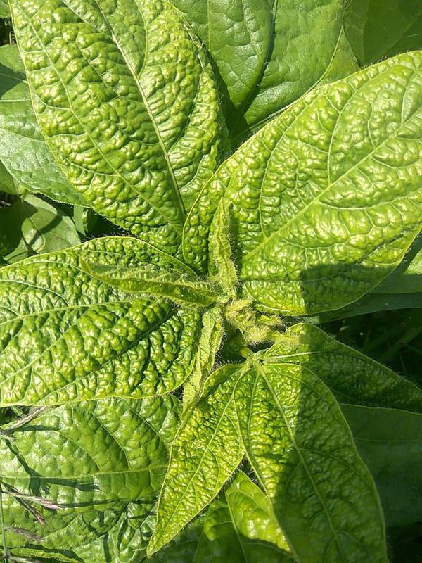 Urd Bean Leaf Crinkle Virus Pests & Diseases